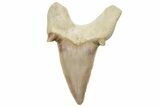Fossil Shark Tooth (Otodus) - Morocco #226919-1